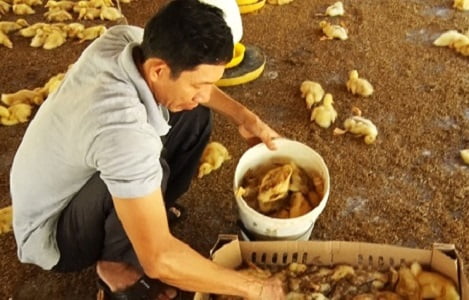 Đồng Nai: Khoảng 2.000 con vịt 8 ngày tuổi chết bất thường