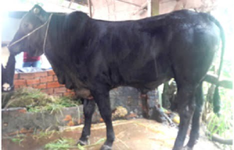 Các giống bò chuyên thịt và kết quả lai tạo tại TP HCM