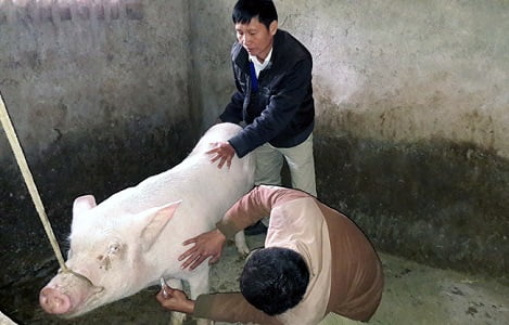 Bùng phát bệnh Lepto trên lợn?