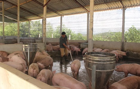 Thái Nguyên: Giá lợn tăng, người nuôi đã có lãi
