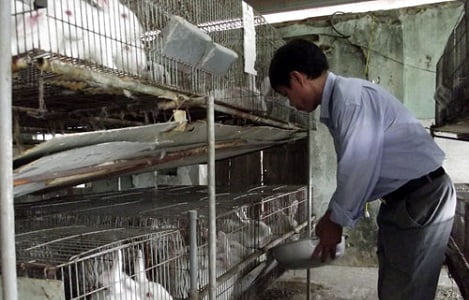 Bắc Ninh: Liên kết nuôi thỏ thương phẩm ở Lương Tài