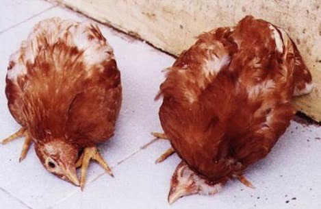 Phòng bệnh Niucatxơn ở gà trong vụ thu đông