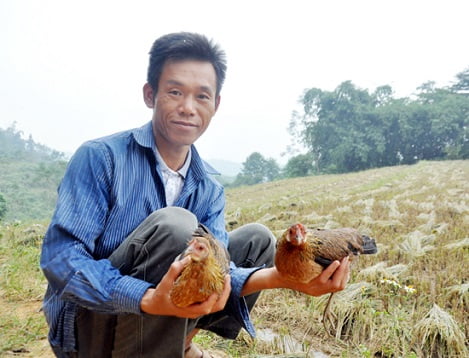 Kinh nghiệm thuần hoá và chăm sóc gà rừng