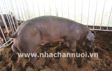TP Hồ Chí Minh:  Đẩy mạnh công nghệ chọn tạo giống, cải thiện chất lượng đàn lợn