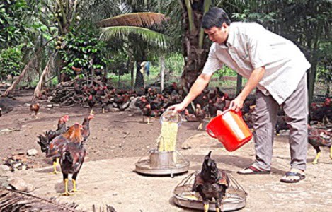 Bà Rịa - Vũng Tàu: Giá gà phục hồi, nông dân bắt đầu có lãi