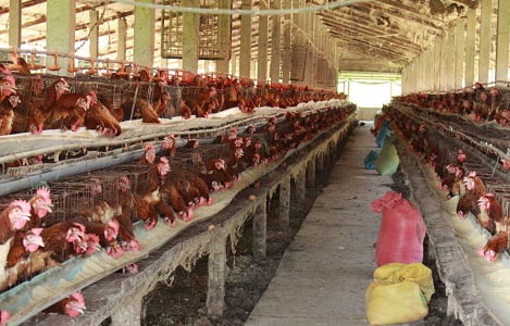 Long An: Cần Đước hiệu quả ứng dụng công nghệ cao trong chăn nuôi gà đẻ