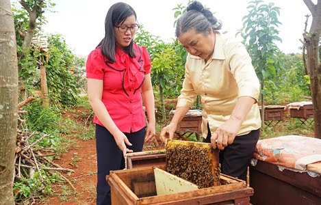 Nuôi ong mật lấy sữa đang phát triển ở Lâm Đồng
