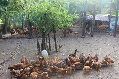 Mô hình nuôi thỏ, gà kết hợp trồng trọt, thu 30 triệu đồng/tháng