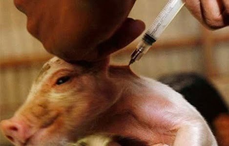Cuba ra mắt loại vắcxin mới phòng chống bệnh dịch tả lợn