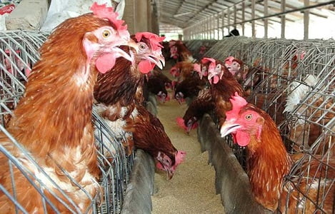 Trại gà không xuất khẩu được vì nằm gần… trại vịt