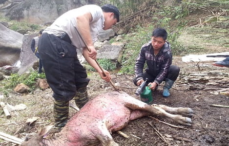 Lào Cai: Toàn tỉnh thêm 69 con gia súc chết rét