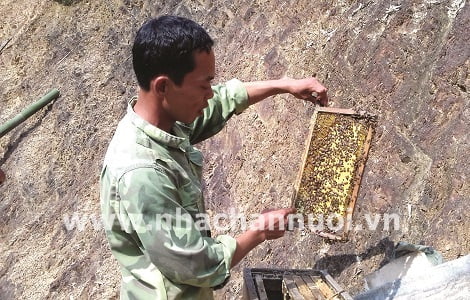 Sơn Động (Bắc Giang): Xây dựng thương hiệu mật ong rừng Phúc Thắng