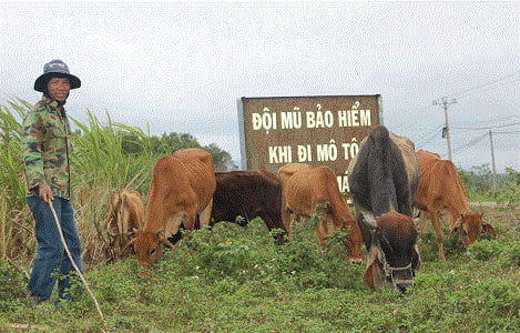 Gia Lai: Bò lai rớt giá người chăn nuôi lao đao
