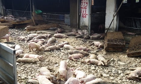 Đắk Nông: Heo chết la liệt sau vụ hỏa hoạn tại trang trại 1200 con