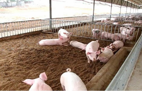 Kỹ thuật làm đệm lót lên men trong chăn nuôi lợn