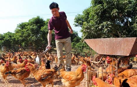 Bắc Giang: Giá gà thương phẩm tăng 2-5 nghìn đồng/kg