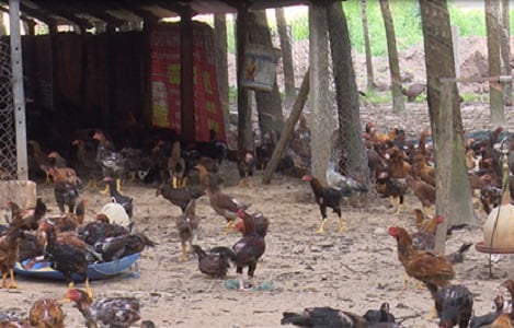 Mô hình trang trại nuôi gà thả vườn  cách chăn nuôi gà ta thả vườn   YouTube