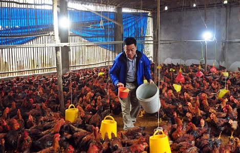 Vĩnh Phúc: Hiệu quả mô hình chăn nuôi theo tiêu chuẩn ASEAN GAHP