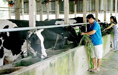 Tiếp tục chính sách hỗ trợ nông dân chăn nuôi bò sữa