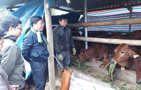 Trâu bò xứ Lạng 'gồng mình' chống chọi với giá rét
