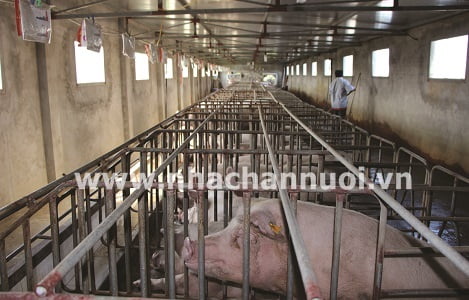 Nam Định: Xây dựng vùng, cơ sở nuôi lợn ATDB hướng tới xuất khẩu