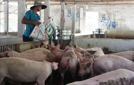 Thừa Thiên Huế: Đảm bảo thịt heo dịp tết