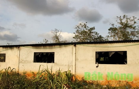Đắk Nông: Cháy trang trại ở Đắk Song, 1.200 con heo bị chết