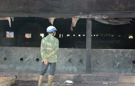 Đắk Nông: Cháy trang trại ở Đắk Song, 1.200 con heo bị chết
