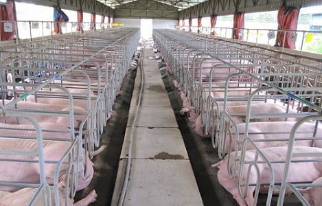 Doanh nghiệp chăn nuôi âm vốn chủ sở hữu vì 'khủng hoảng thịt lợn'