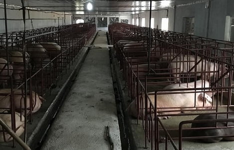 Phát triển ngành chăn nuôi từ bài học giá thịt lợn