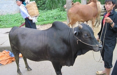 Chợ bò Mèo Vạc - “Điểm nhấn” trên Cao nguyên đá Đồng Văn của Hà Giang