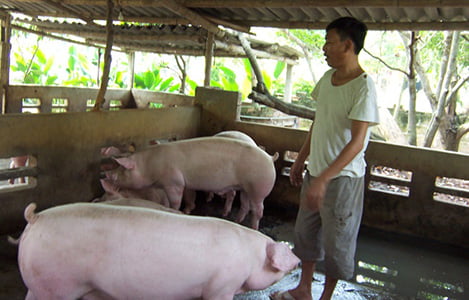 'Đại dự án' NM chế biến thịt lợn tại Hà Nam: Còn nhiều mối lo