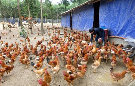 Thái Nguyên: Thịt gia cầm tăng giá