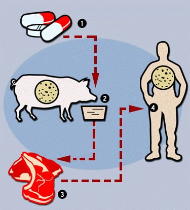 Giải pháp hạn chế và thay thế kháng sinh trong chăn nuôi