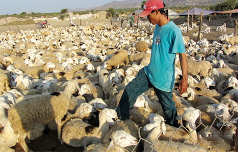 Ninh Thuận: Kỳ vọng đột phá mới trong chăn nuôi
