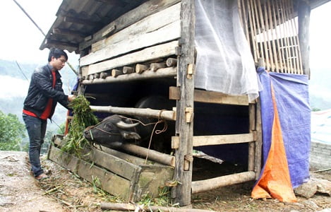 Lào Cai: Gia súc chết rét thiệt hại hơn 7 tỷ đồng