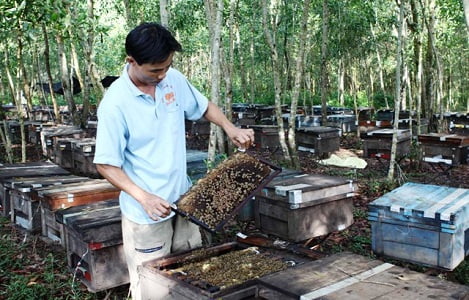 Thừa Thiên Huế: Công bố thương hiệu Mật ong ruồi Nam Đông