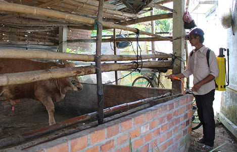 Phú Yên (Phú Hòa): Bùng phát bệnh lở mồm long móng trên đàn bò 