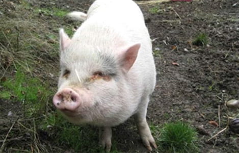Sốc vì lợn ỉ Việt Nam nuôi làm thú cưng bị chủ ăn thịt ở Canada