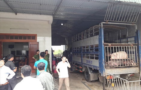 Bắt 2 xe tải đổ hàng chục con lợn chưa qua kiểm dịch