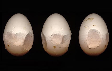 Biện pháp nâng cao tỷ lệ đẻ và chất lượng trứng gia cầm 