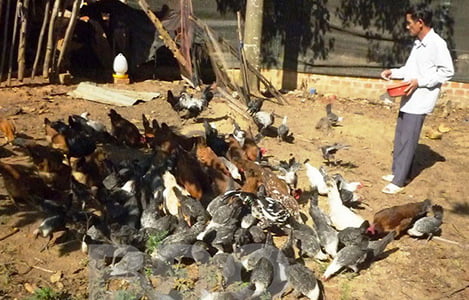 Bình Định: Một gia trại nuôi các giống gà quý hiếm