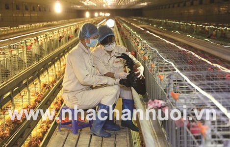 Chăn nuôi gia cầm: Sản xuất giống gà lông màu bằng công nghệ cao