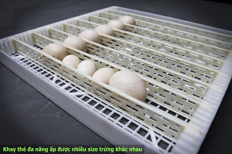 Công ty TNHH máy ấp trứng sự sống [L.IN]