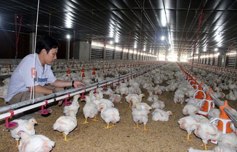 CP Việt Nam sẽ đầu tư dự án 100 triệu con gà/năm để xuất khẩu