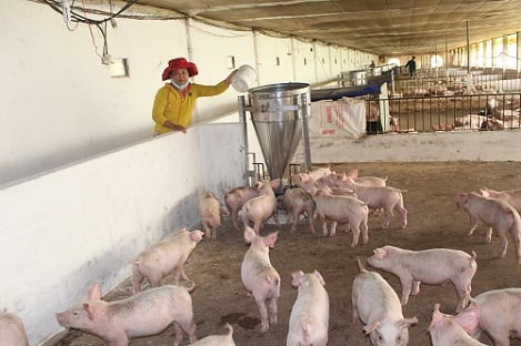 Tổng hợp 95 hình về mô hình nuôi lợn công nghiệp  NEC