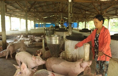 Dự án nuôi lợn nghìn tỷ của BAF ở Nghệ An bao giờ khởi công