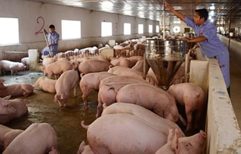 Giá heo hơi hôm nay 28/3: Giá thịt lợn lại giảm mạnh, hộ chăn nuôi đồng loạt treo chuồng