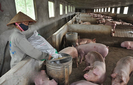 Giá heo hôm nay 13/3: Giá lợn sống Trung Quốc thấp nhất trong gần 4 năm, lợn khó đi biên