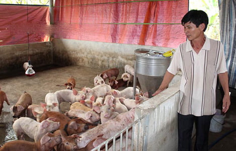 Giá heo (lợn) hơi hôm nay 15/3: 2 đại gia Masan và Dabaco sẽ xây nhà máy giết mổ 2,6 triệu con/năm